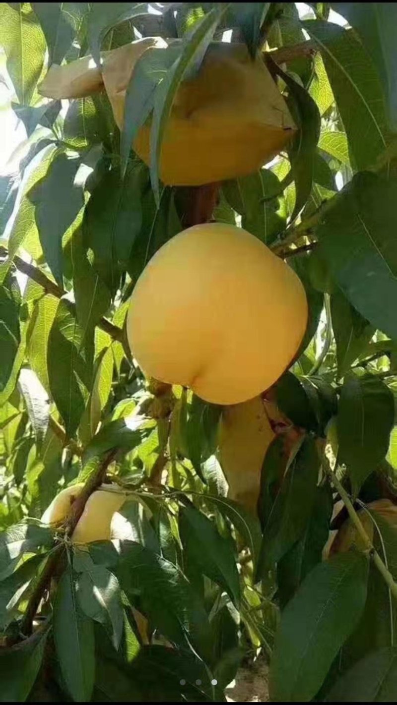 三级果