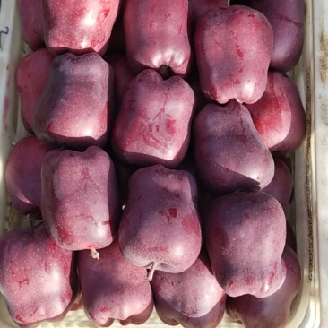 🍎🍎🍎正宗原产地【花牛】精品诚信经营大量供应