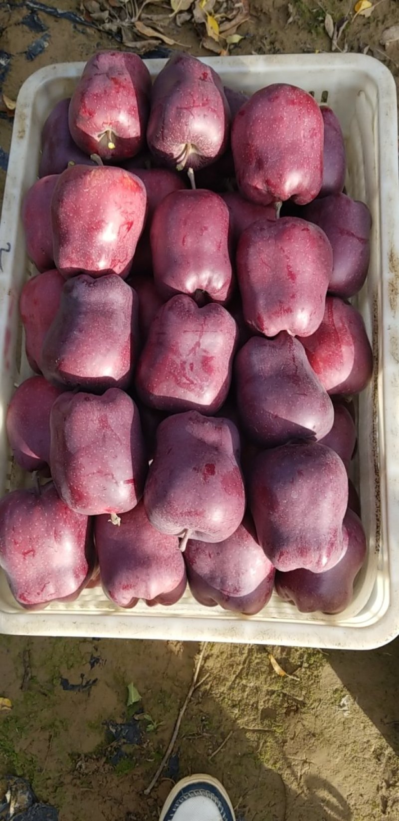 🍎🍎🍎正宗原产地【花牛】精品诚信经营大量供应