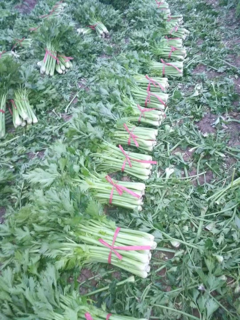 芹菜精品芹菜新鲜上市货源充足产地直销欢迎采购