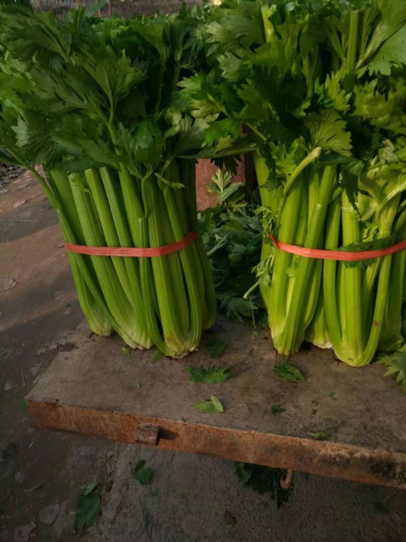 芹菜精品芹菜新鲜上市货源充足产地直销欢迎采购