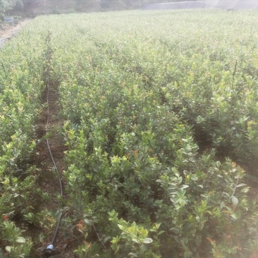 油茶树苗嫁接高产油茶红花油茶苗茶油树