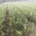 油茶树苗嫁接高产油茶红花油茶苗茶油树