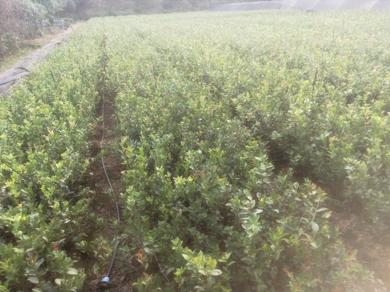 油茶树苗嫁接高产油茶红花油茶苗茶油树