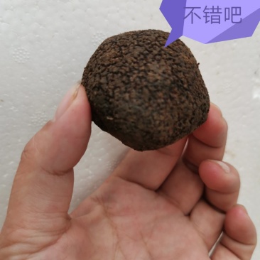 松露