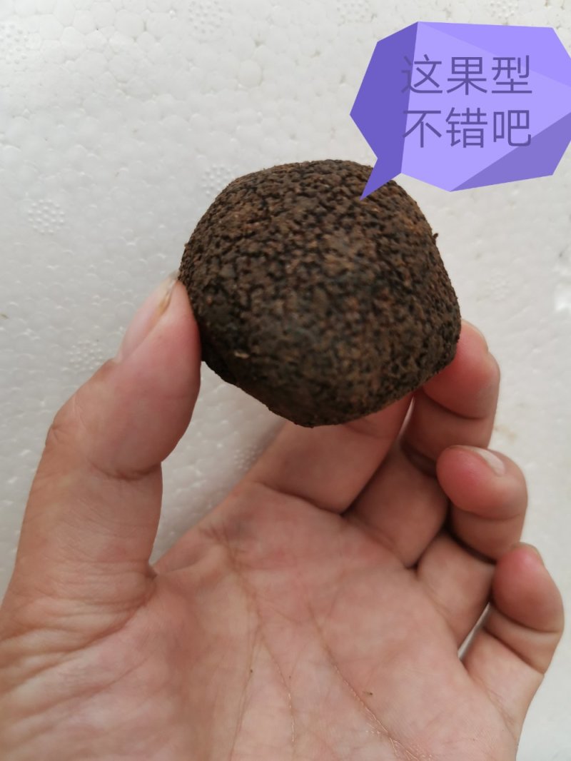 松露