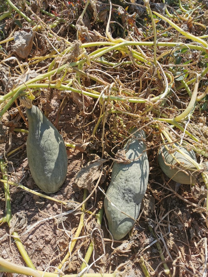 贵族南瓜丑瓜金丝栗大量供应欢迎来电