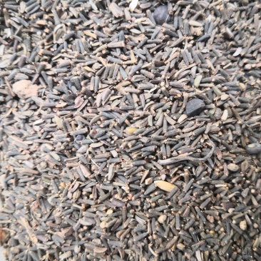 驱虫斑鸠菊新疆1公斤起批无硫无添加不包邮