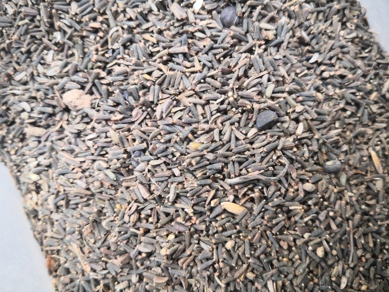 驱虫斑鸠菊新疆1公斤起批无硫无添加不包邮