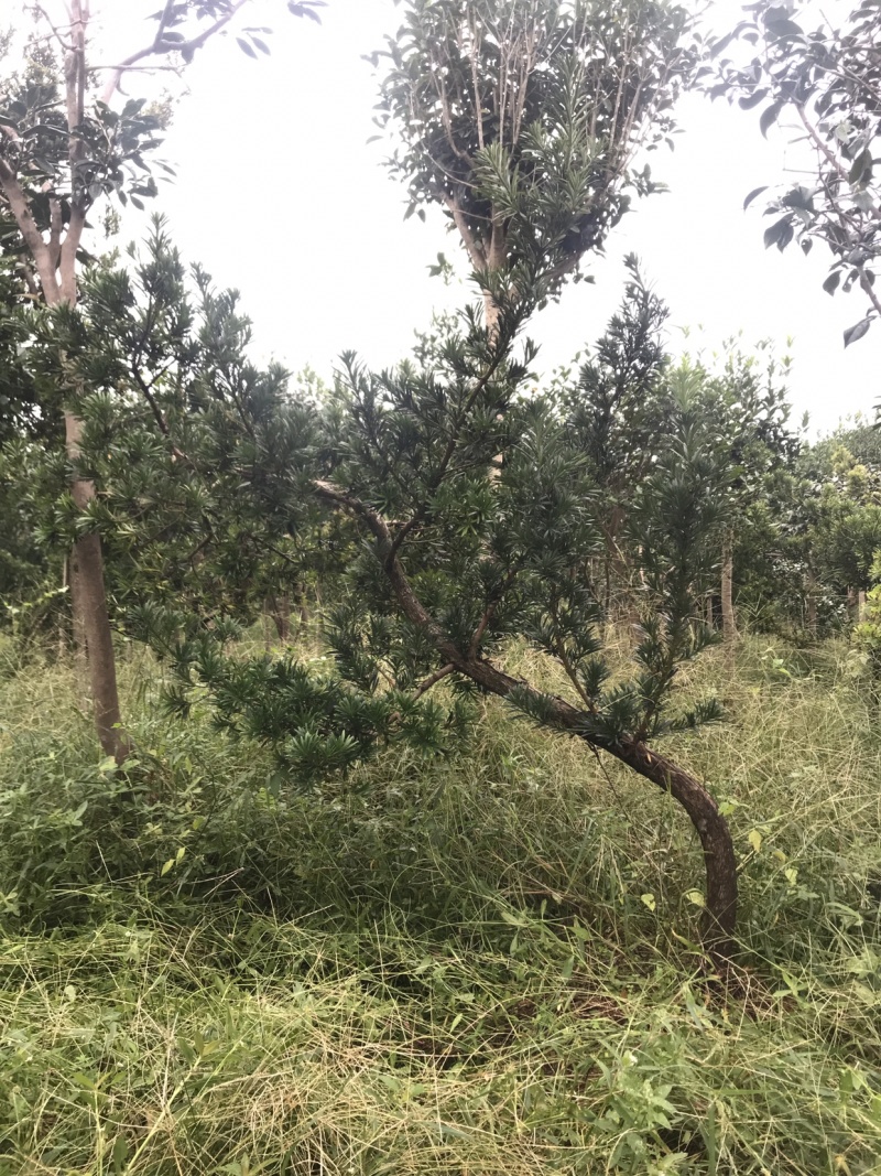 罗汉松