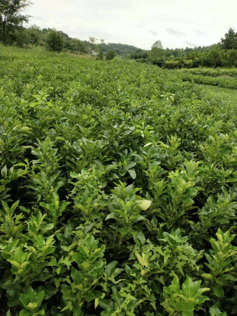 三红蜜柚苗40公分已上