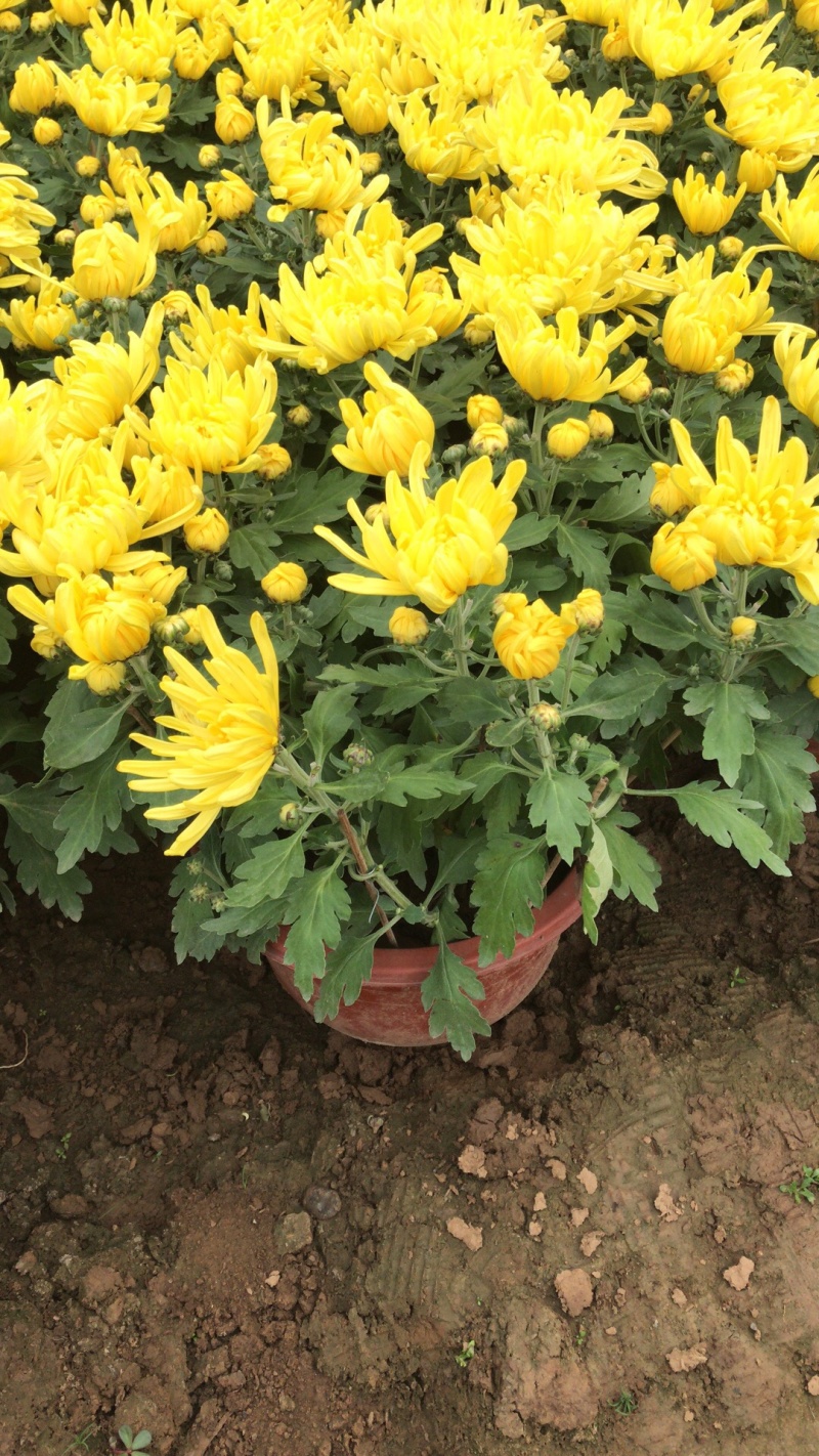 山东青州菊花，大菊花，菊花造型，国庆菊品种齐全