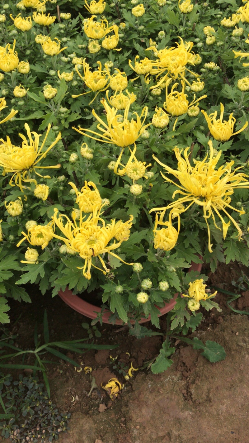 山东青州菊花，大菊花，菊花造型，国庆菊品种齐全