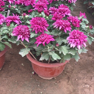 山东青州菊花,大菊花,菊花造型,国庆菊品种齐全