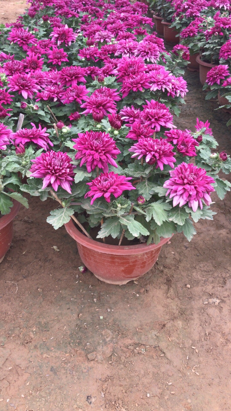 山东青州菊花，大菊花，菊花造型，国庆菊品种齐全