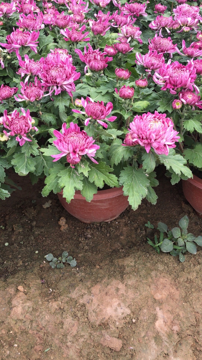 山东青州菊花，大菊花，菊花造型，国庆菊品种齐全