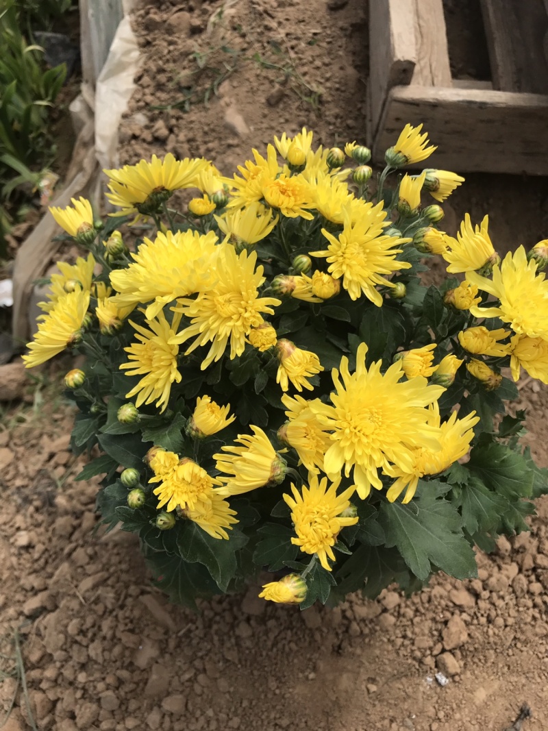 山东青州菊花，大菊花，菊花造型，国庆菊品种齐全