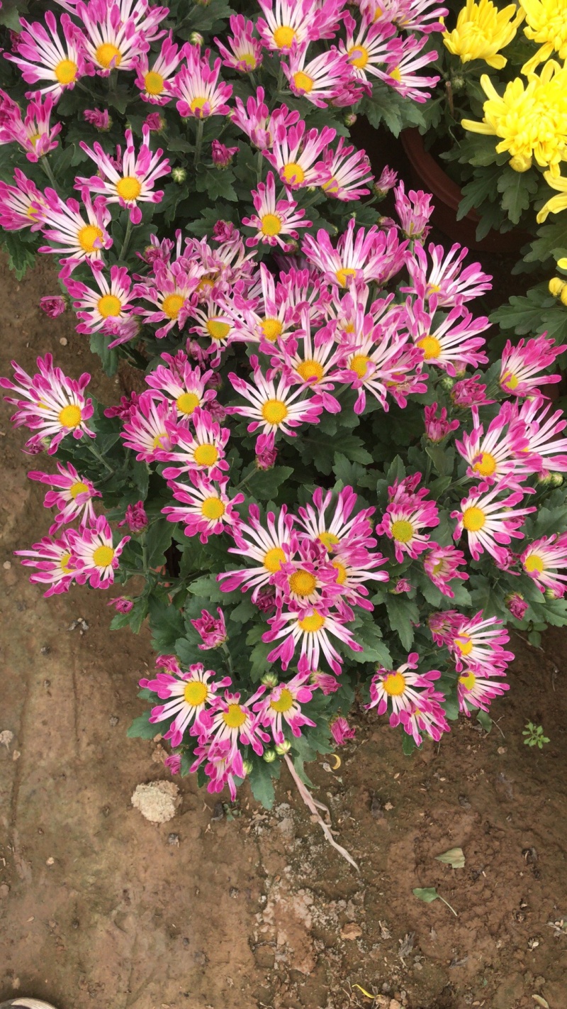 山东青州菊花，大菊花，菊花造型，国庆菊品种齐全