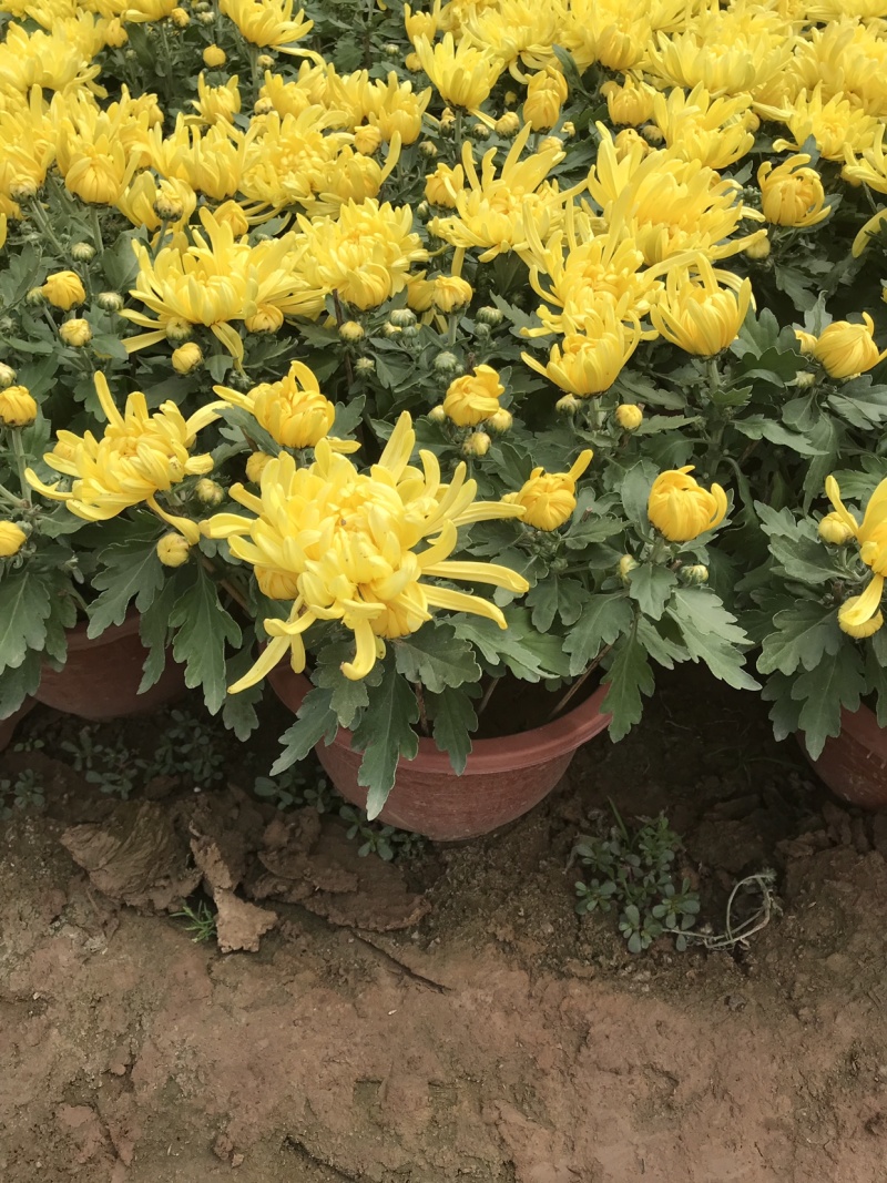山东青州菊花，大菊花，菊花造型，国庆菊品种齐全