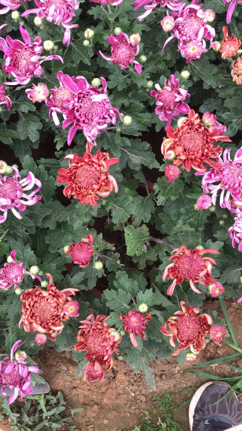 山东青州菊花，大菊花，菊花造型，国庆菊品种齐全