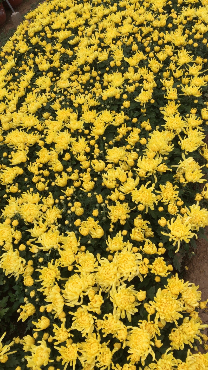 山东青州菊花，大菊花，菊花造型，国庆菊品种齐全