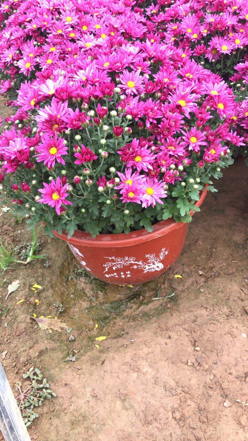 山东青州菊花，大菊花，菊花造型，国庆菊品种齐全