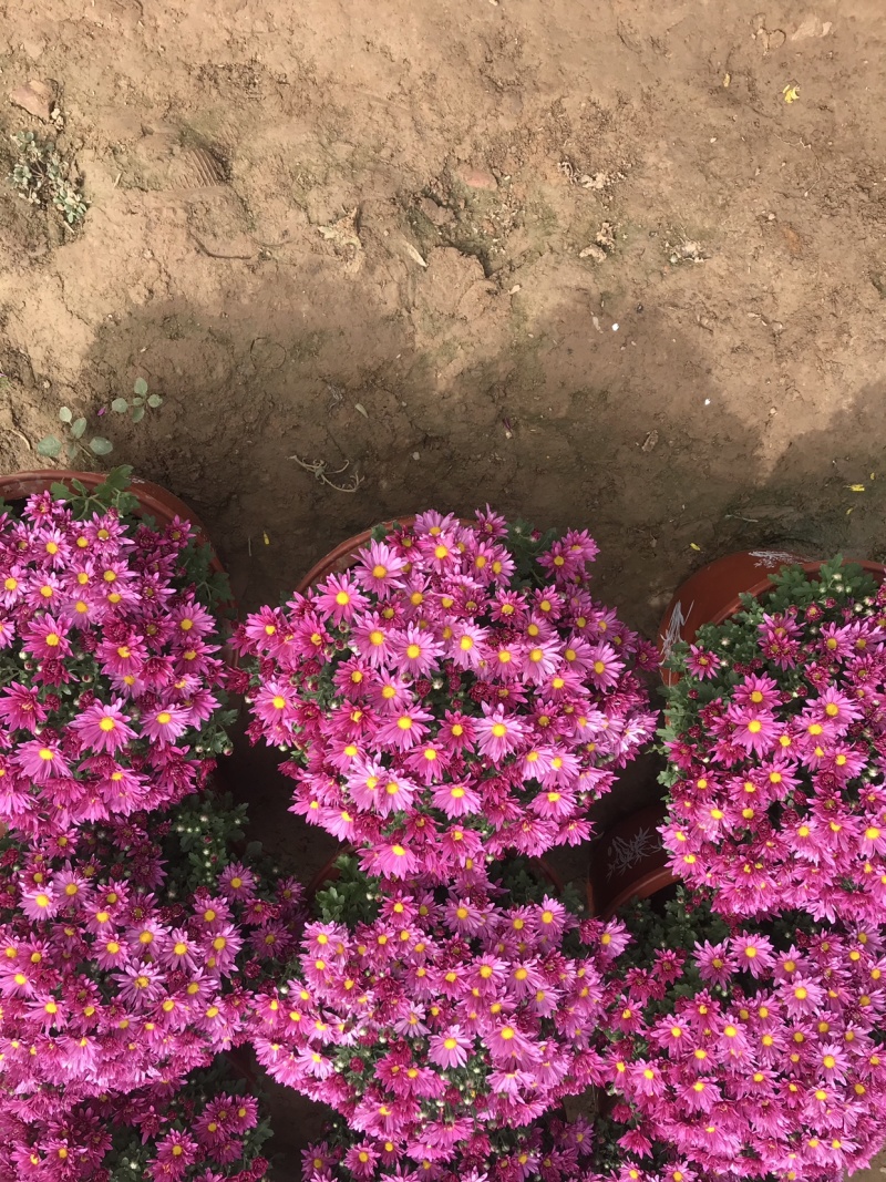 山东青州菊花，大菊花，菊花造型，国庆菊品种齐全
