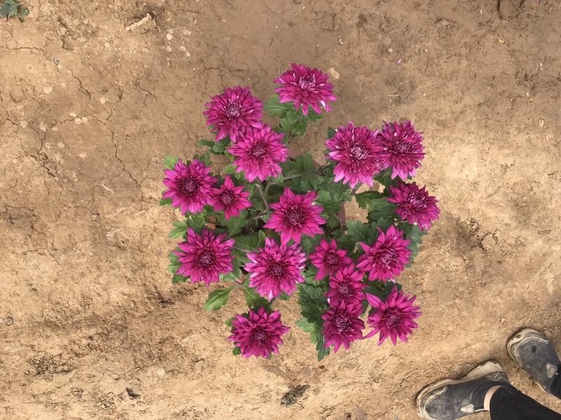 山东青州菊花，大菊花，菊花造型，国庆菊品种齐全