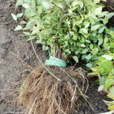 辽宁开原金山金焰绣线菊小苗杯苗宿根花卉繁育基地