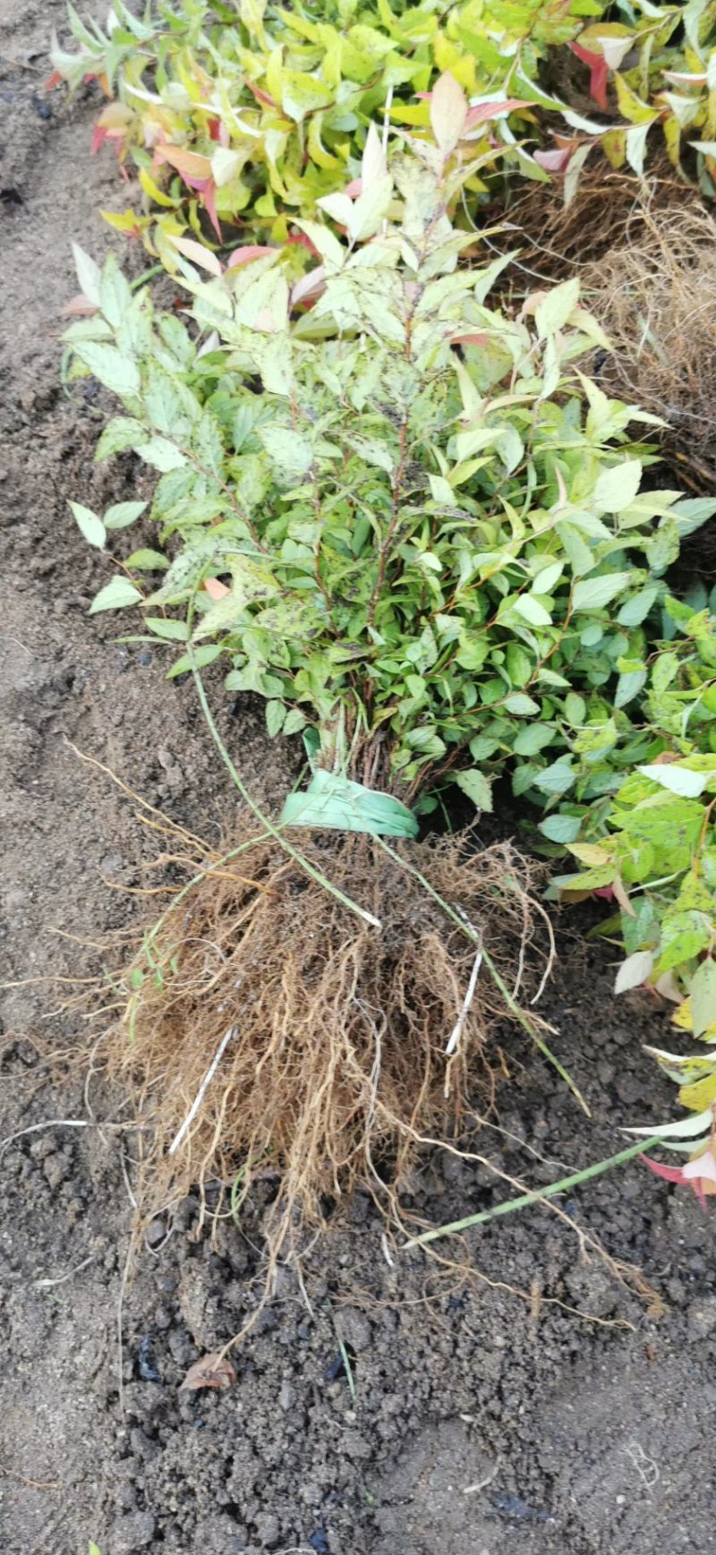 辽宁开原金山金焰绣线菊小苗杯苗宿根花卉繁育基地