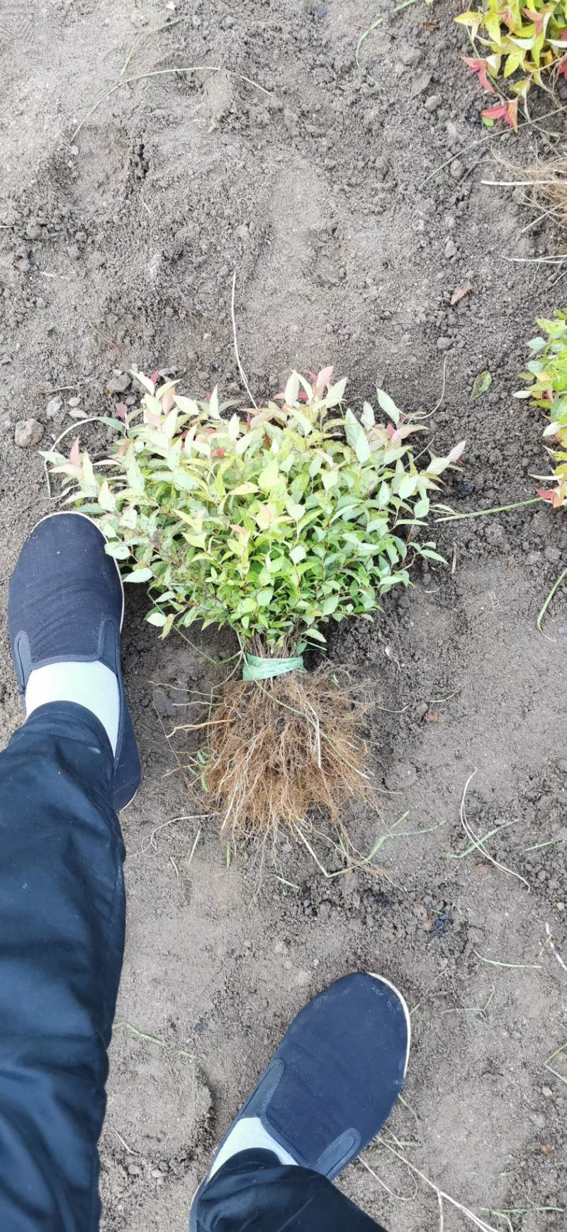辽宁开原金山金焰绣线菊小苗杯苗宿根花卉繁育基地