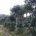 桂花树