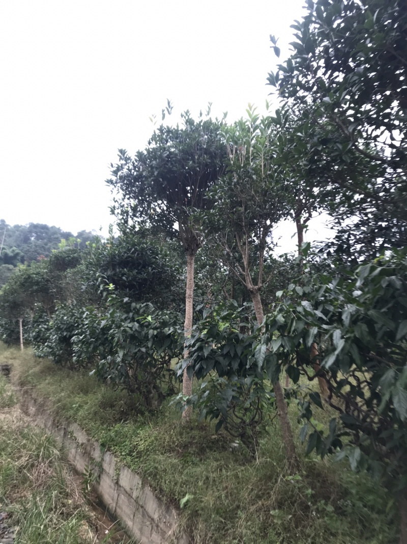 桂花树