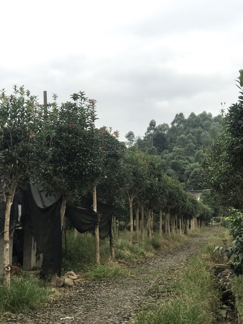 桂花树