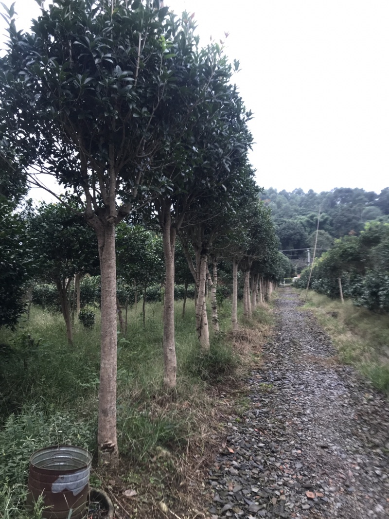 桂花树