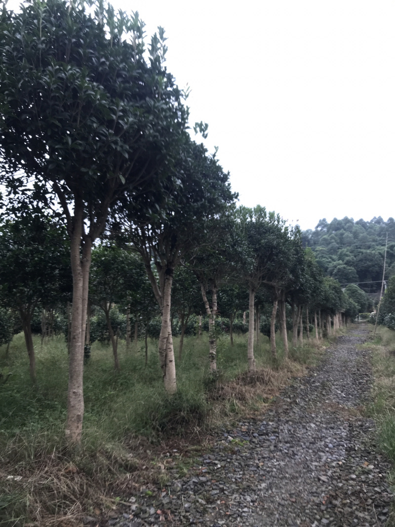 桂花树