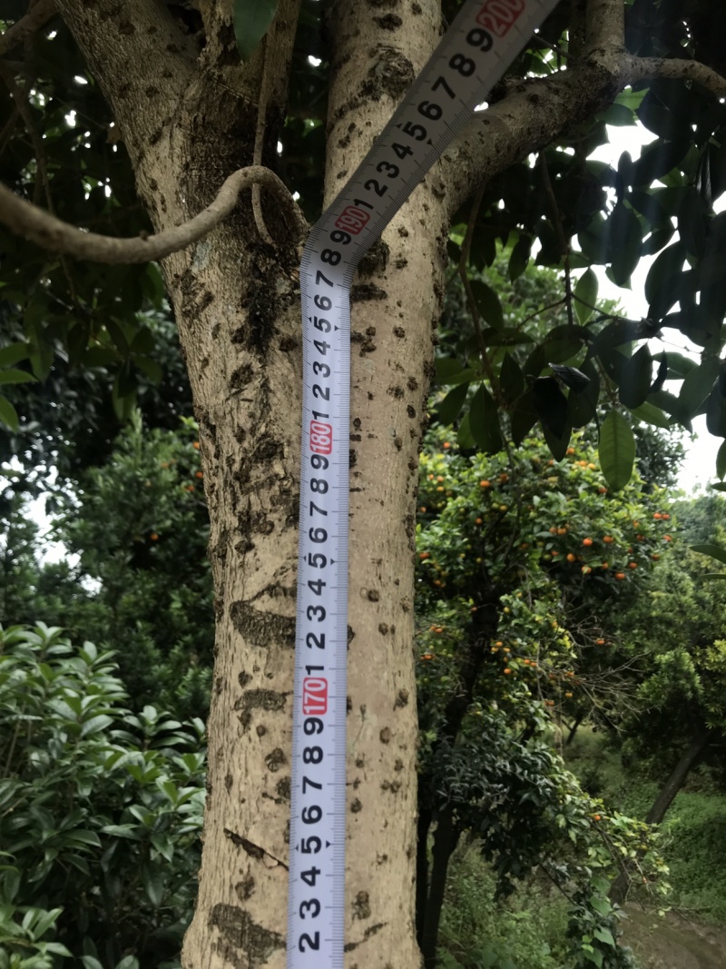 桂花树