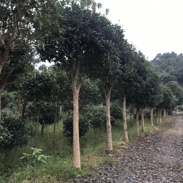 桂花树