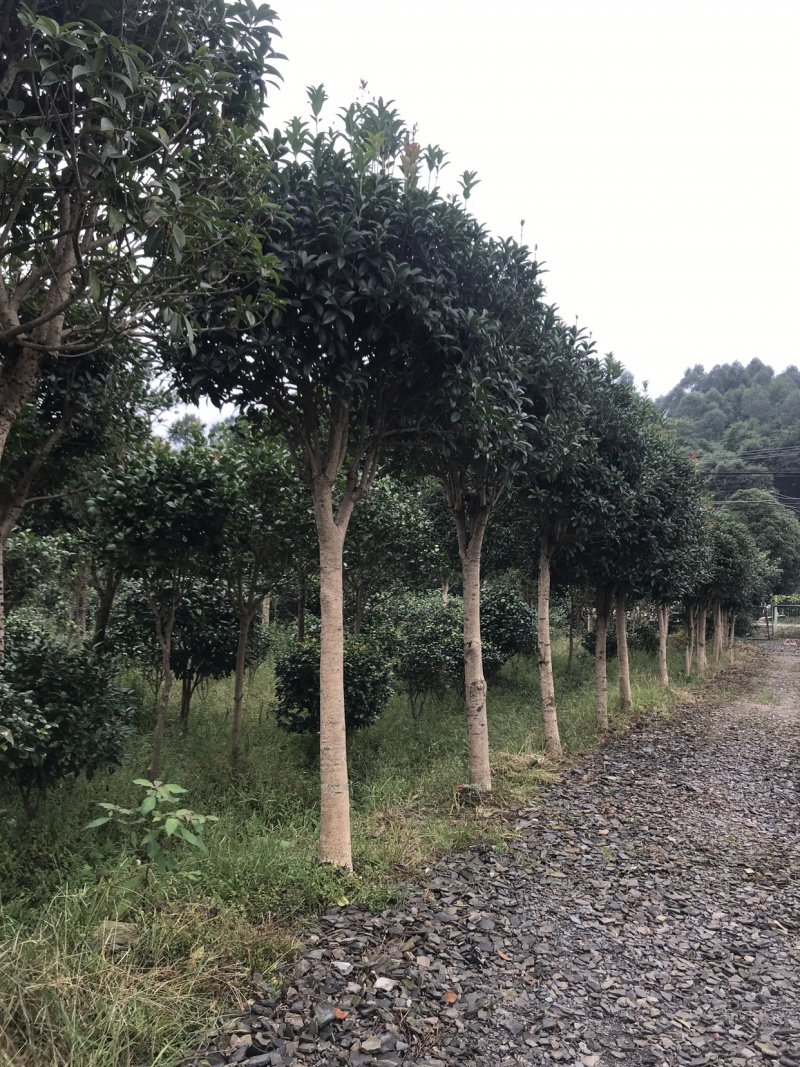 桂花树