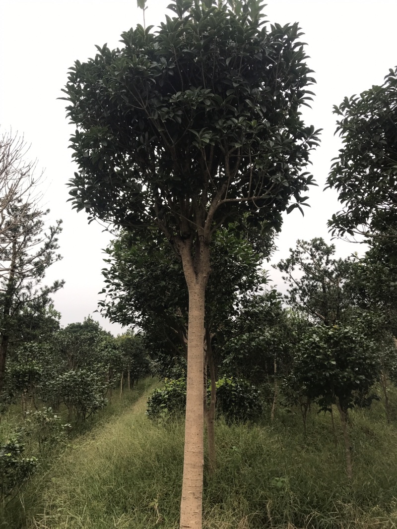 桂花树