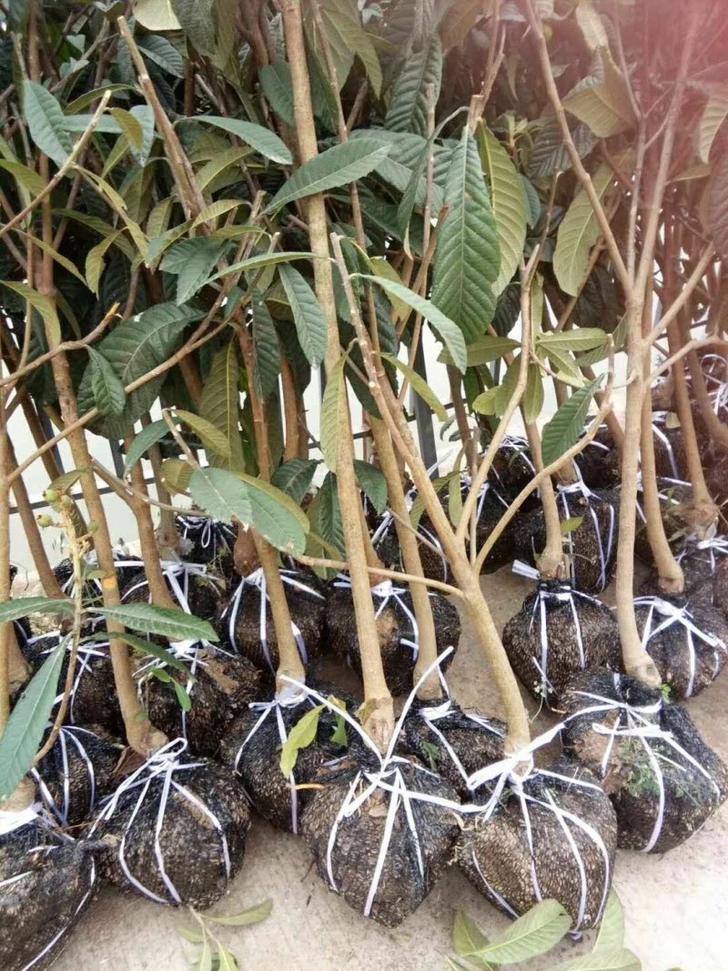 精品枇杷树苗大量出售质优价廉杜绝假苗劣质苗量大从优