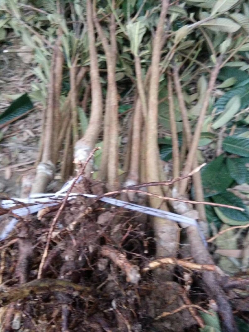 精品枇杷树苗大量出售质优价廉杜绝假苗劣质苗量大从优