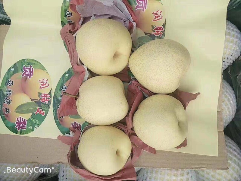 陕西渭南大荔酥梨纸袋200~250g，大量现货供应