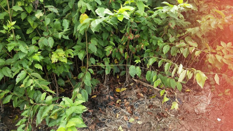 精品黑珍珠樱桃苗全国供应质量保证2年10~20cm包存活