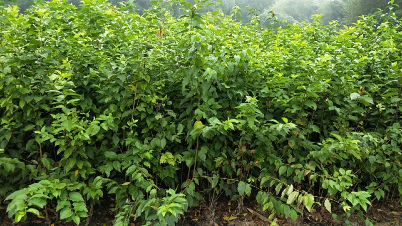 精品黑珍珠樱桃苗全国供应质量保证2年10~20cm包存活