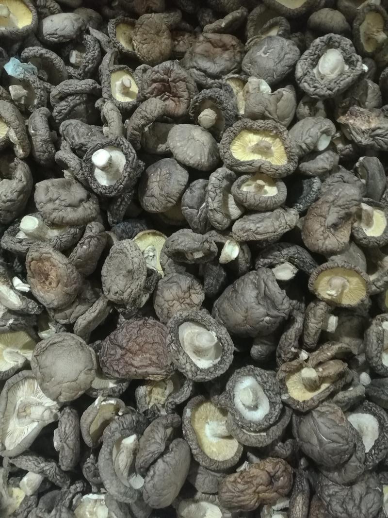 精选浙江庆元深山菇农香菇（冬菇）蘑菇金钱菇食用菌