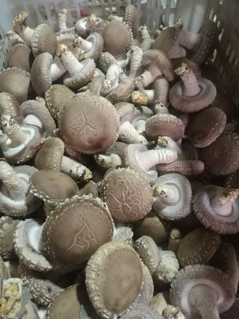 精选浙江庆元深山菇农香菇（冬菇）蘑菇金钱菇食用菌