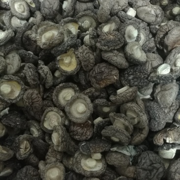 精选浙江庆元深山菇农香菇（冬菇）蘑菇金钱菇食用菌