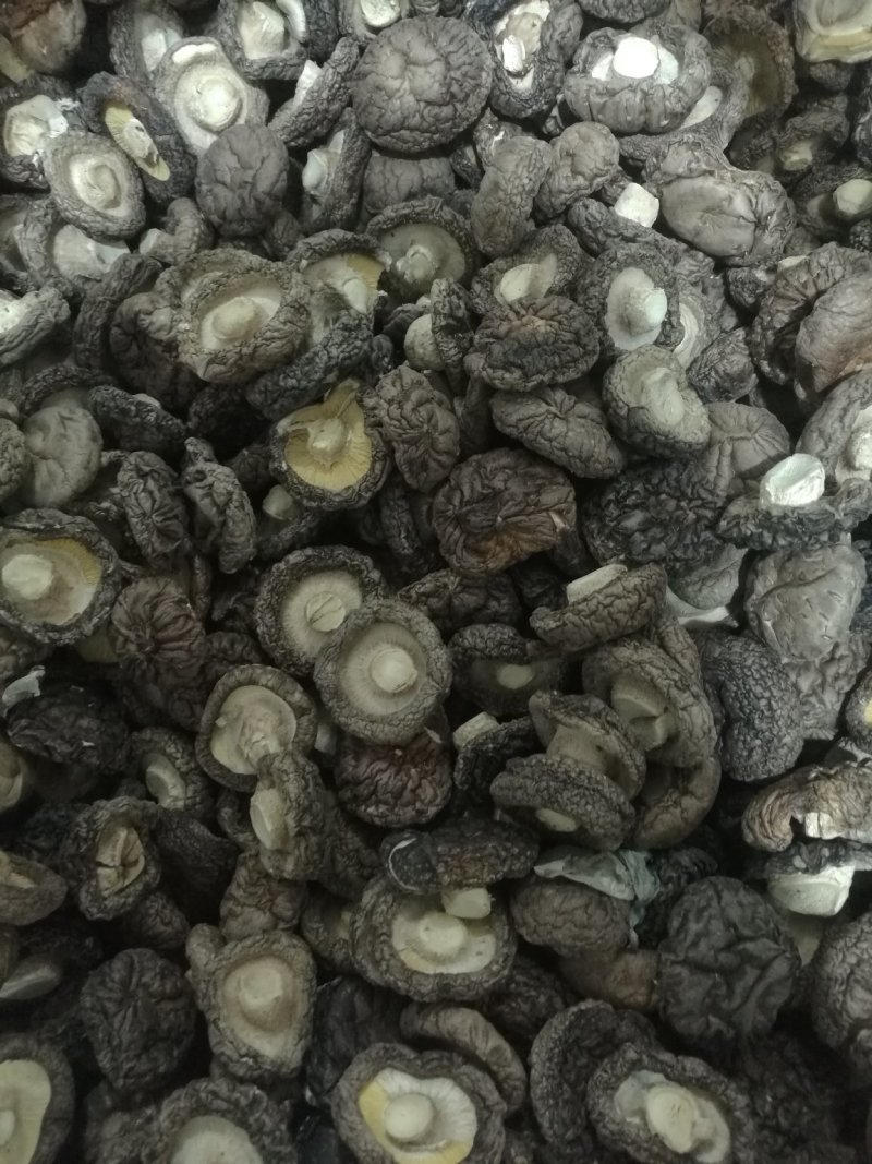 精选浙江庆元深山菇农香菇（冬菇）蘑菇金钱菇食用菌