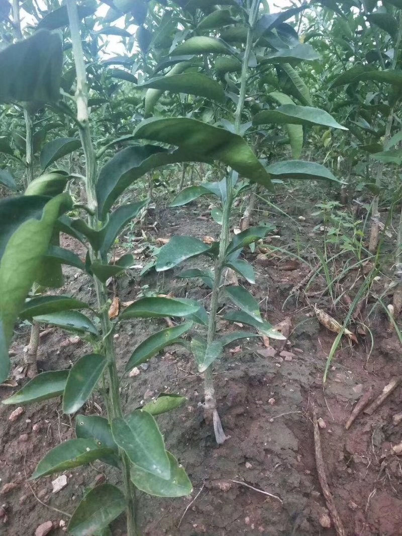 柑橘苗定值苗一公分至两公分，基地现挖